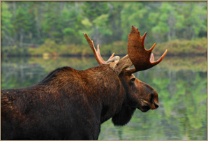 Ontario Moose Hunting