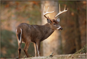 Ontario Moose Hunting